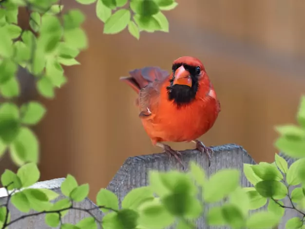 A Bold Red Bird with a Distinctive Crest