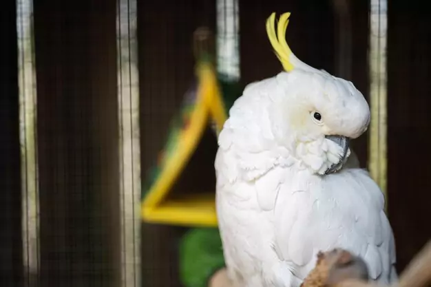 Advice for Cockatoo Owners Struggling with Biting Behavior