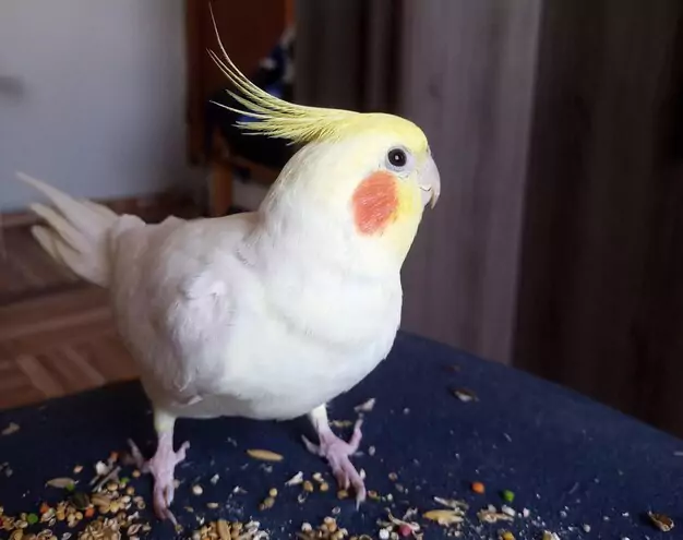 Annual Vet Examinations for Your Cockatiel