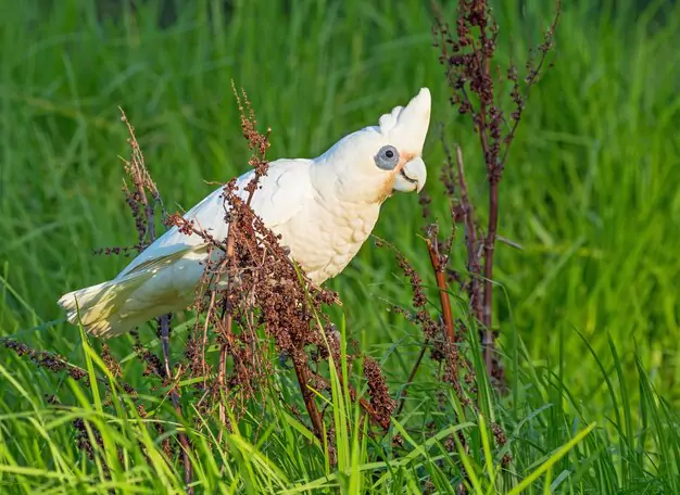 Australian Cockatoo Lifespan, Proven Ways to Help Your Cockatoo Live Longer, and Can Cockatoos Live for Decades