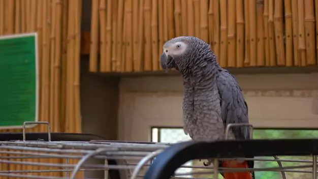 Average Lifespan and Age Determination of African Grey Parrots