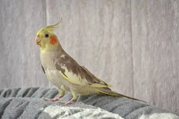 Average Lifespan of Cockatiels in the Wild