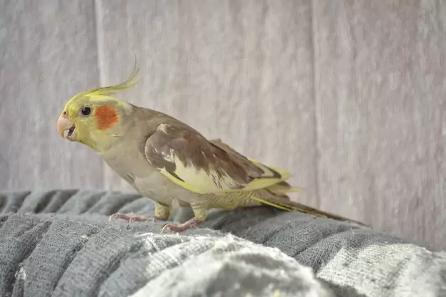 Bird Years to Human Years: How to Determine a Cockatiel’s Age