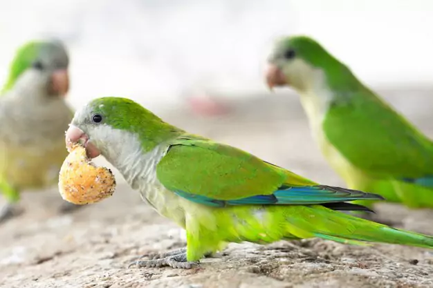 Caring for Your Quaker Parrot to Promote a Long and Happy Life