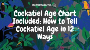 Cockatiel Age Chart