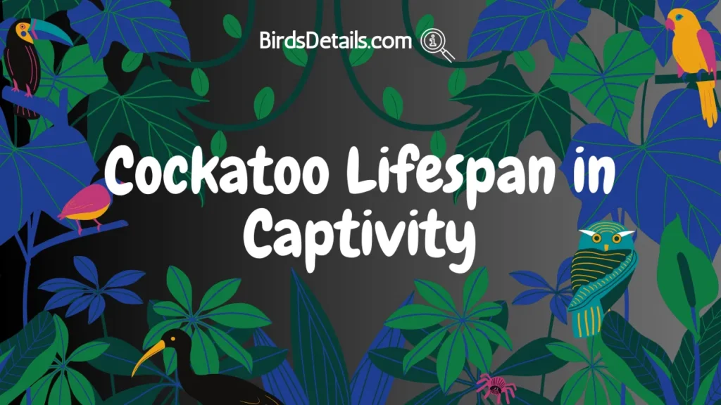 Cockatoo Lifespan in Captivity