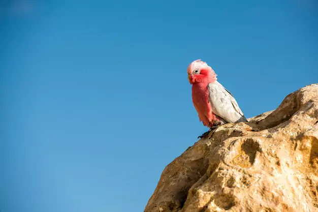 Common Health Problems in Cockatoos