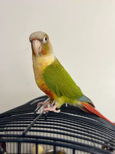 Common Health Problems in Green-Cheeked Conures