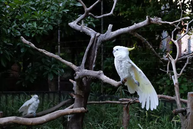 Common Mistakes to Avoid When Interacting with Cockatoos