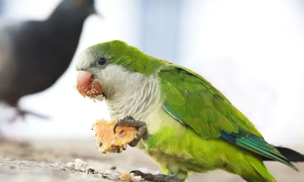 Comparing the Lifespan of Wild and Pet Quaker Parrots