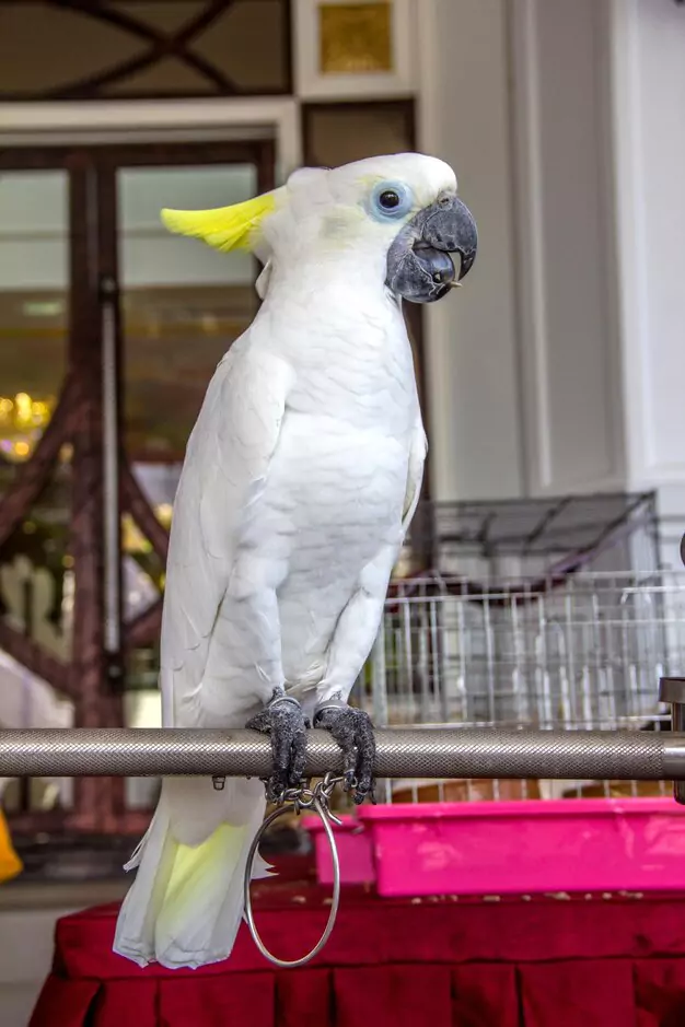 Conservation Efforts for the Cacatua Blanca Species