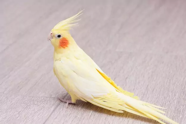 Courting Behavior as an Indicator of Adult Cockatiel Age