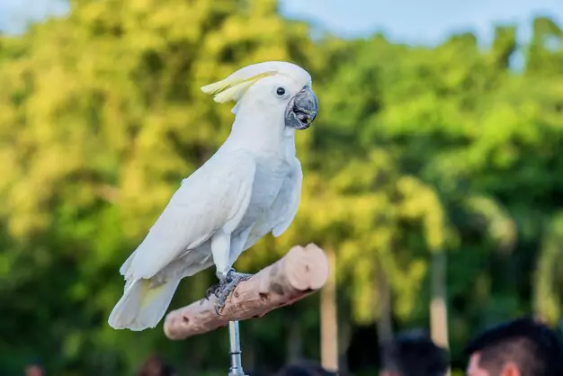 Creating a Suitable Environment for Cockatoo Breeding