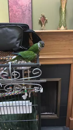 Differences in Lifespan Between Male and Female Green-Cheeked Conures