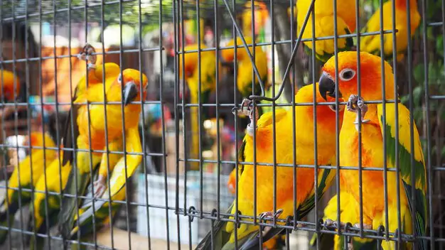 Different Types of Conure Cages