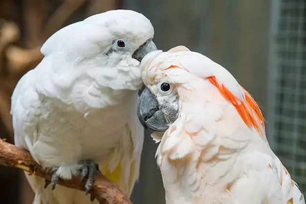 Effective Ways to Deal with an Aggressive Cockatoo