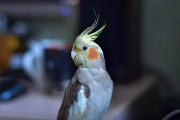 Factors that Affect the Lifespan of Cockatiels