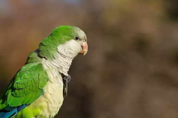Factors that can Increase the Lifespan of Quaker Parrots