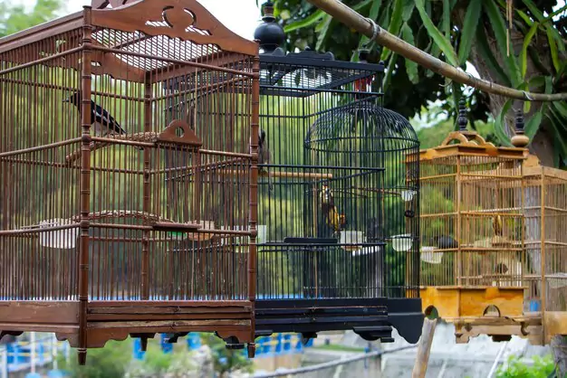 Factors to Consider When Choosing a Conure Cage