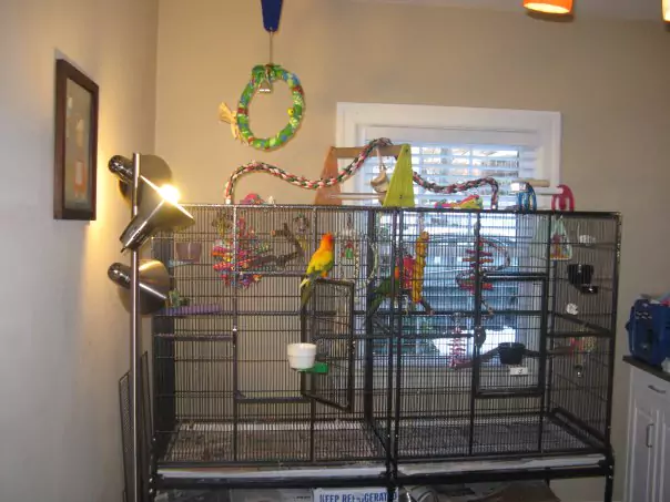 Features and Accessories of Conure Cages