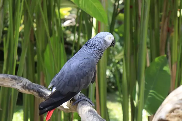 Feeding Your African Grey Parrot for Longevity