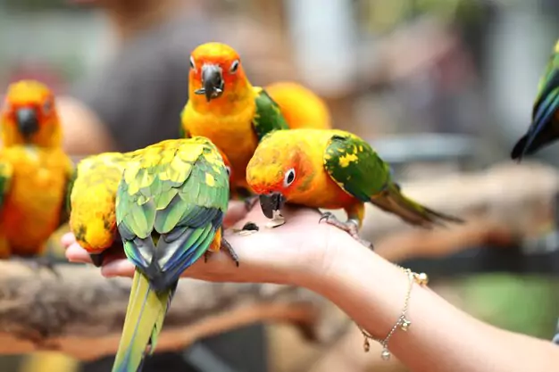 Finding Healthy and Nutritious Food Options for Conures