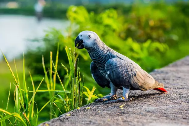 Hiding Food and Its Impact on African Grey Parrot Lifespan