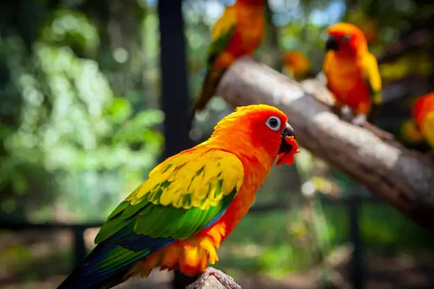 Key Nutrients Needed in a Conure’s Diet