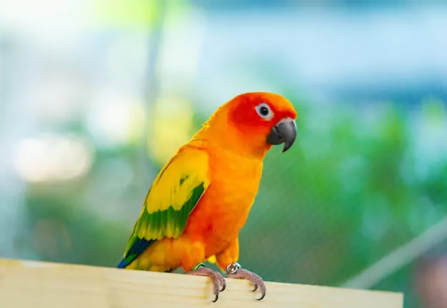 Mental and Physical Health of Sun Conures