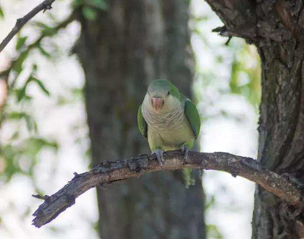 Nesting and Breeding of Quaker Parrots