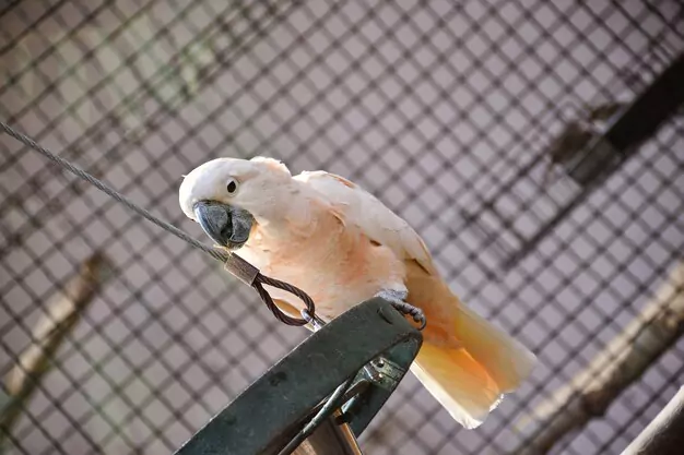 Oldest Living Cockatoo and Age Calculation