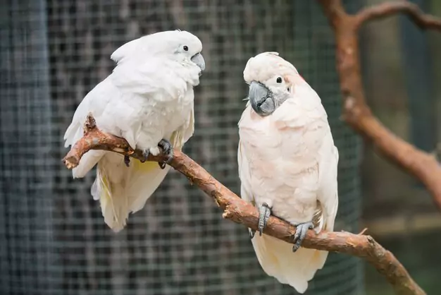 Pair Bonding Behaviors in Cockatoos