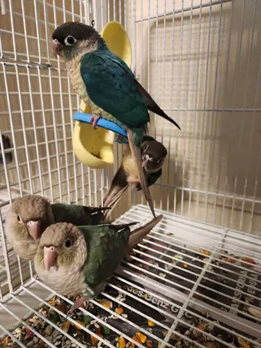 Personality Traits of Green-Cheeked Conures