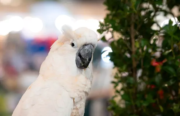 Potential Challenges in Cockatoo Breeding