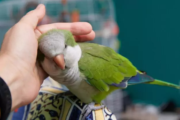 Providing a Healthy and Diverse Diet for Quaker Parrots