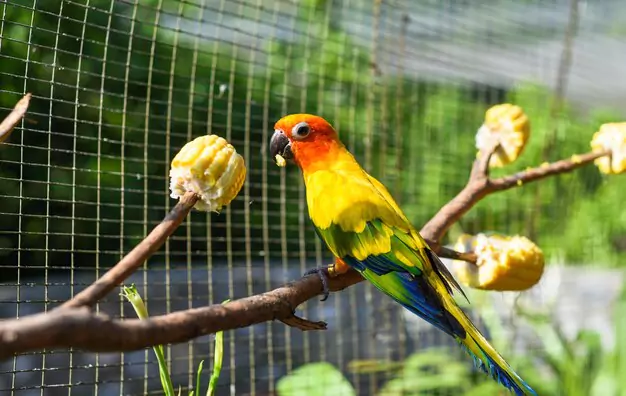 Setting Up Your Conure’s Home