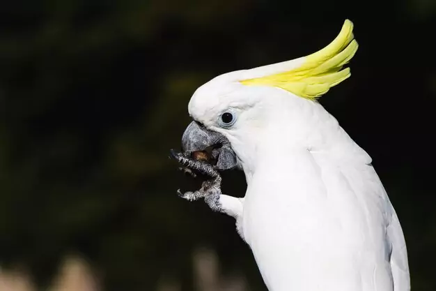 Signs of Aggression in a Cockatoo