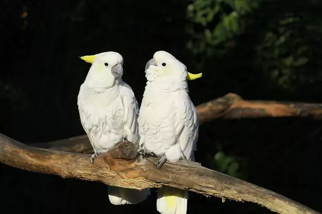 Social Interactions of Cacatua Blanca in its Natural Environment
