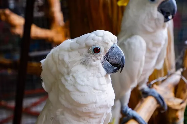 Socializing Your Cockatoo