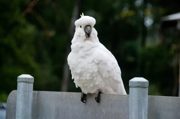 Specific Information on Breeding Umbrella Cockatoos
