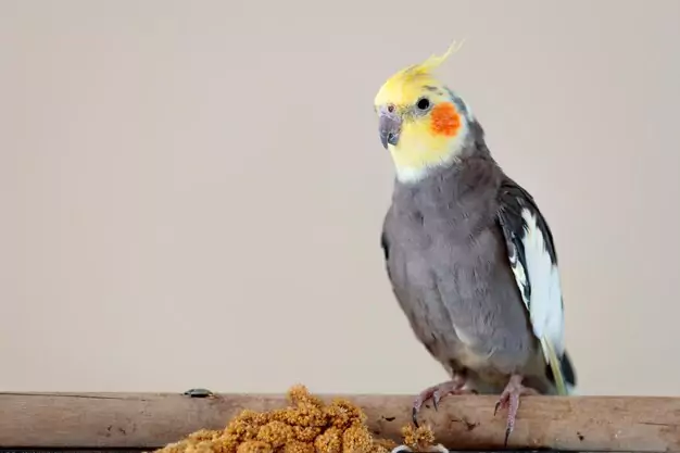 Taking Care of Your Beloved Cockatiel