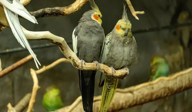Territorial Behavior in Cockatiels