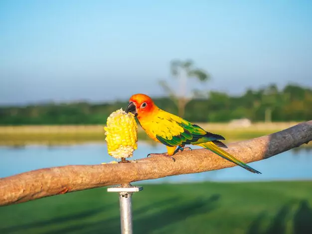 The Lifespan of Sun Conures in the Wild