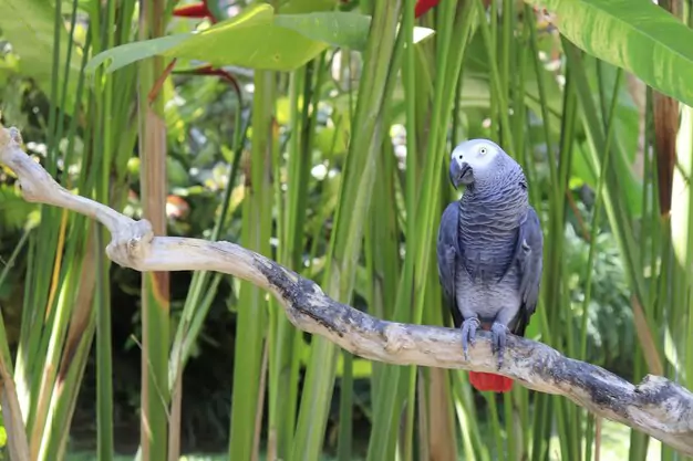 The Playful Character of African Grey Parrots