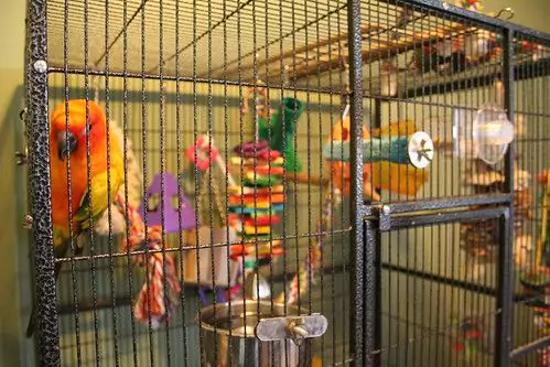 Tips for Building Your Own Conure Cage