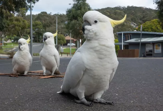 Tips for Extending the Life of Your Pet Cockatoo