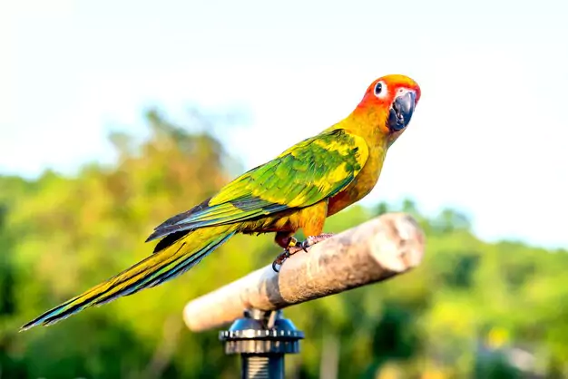 Tips for Improving the Lifespan of Sun Conures
