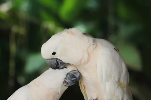 Tips for Preventing Cockatoo Biting
