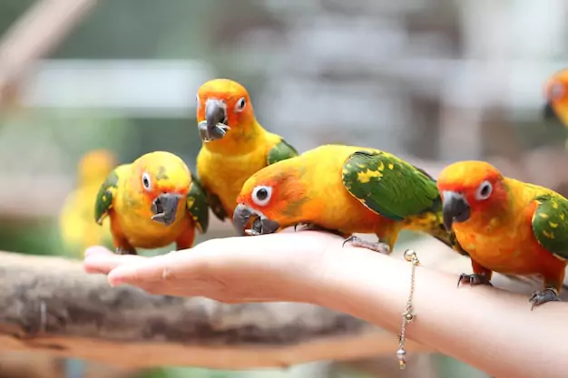 Tips for Properly Feeding Pet Conures