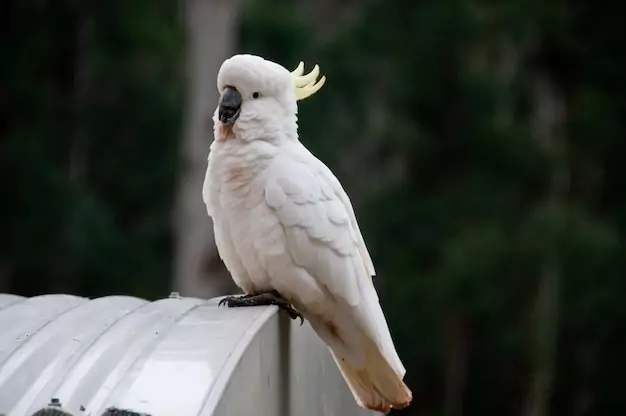 Tips for Successful Cockatoo Breeding in Captivity